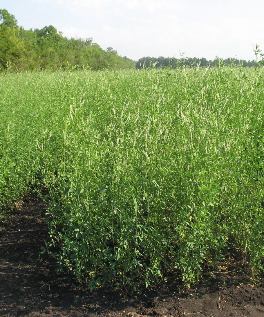 Донник лекарственный желтый семена