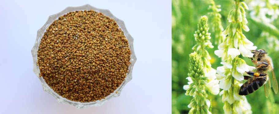 Растение люцерна поле