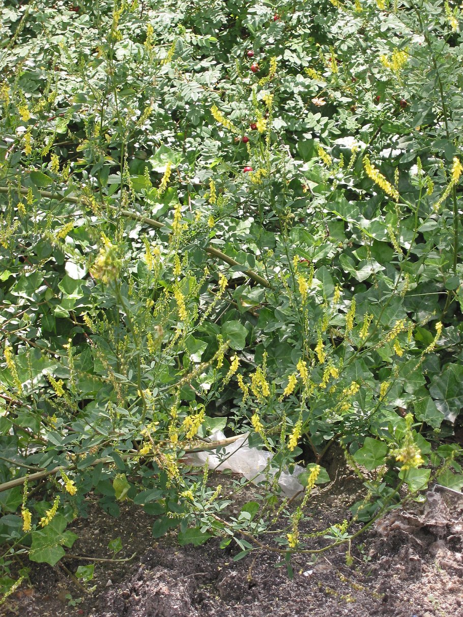 Козлятник Галега