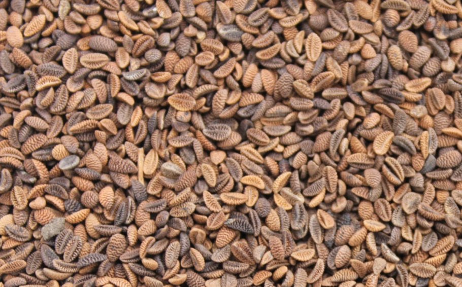 Семена эспарцета песчаный