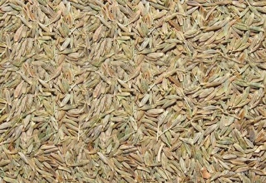 Райграс пастбищный Вик 66