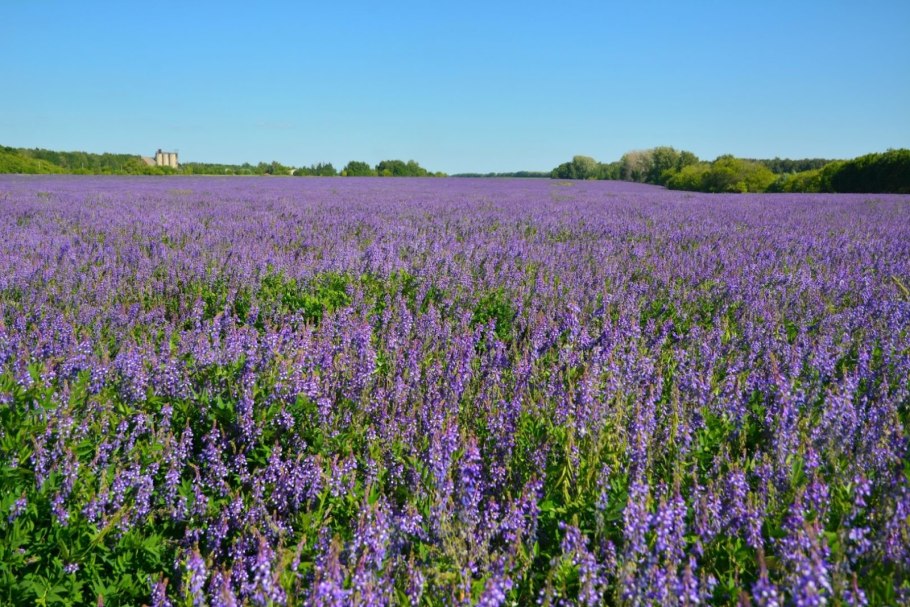 Медоносные травы для пчел.таблица