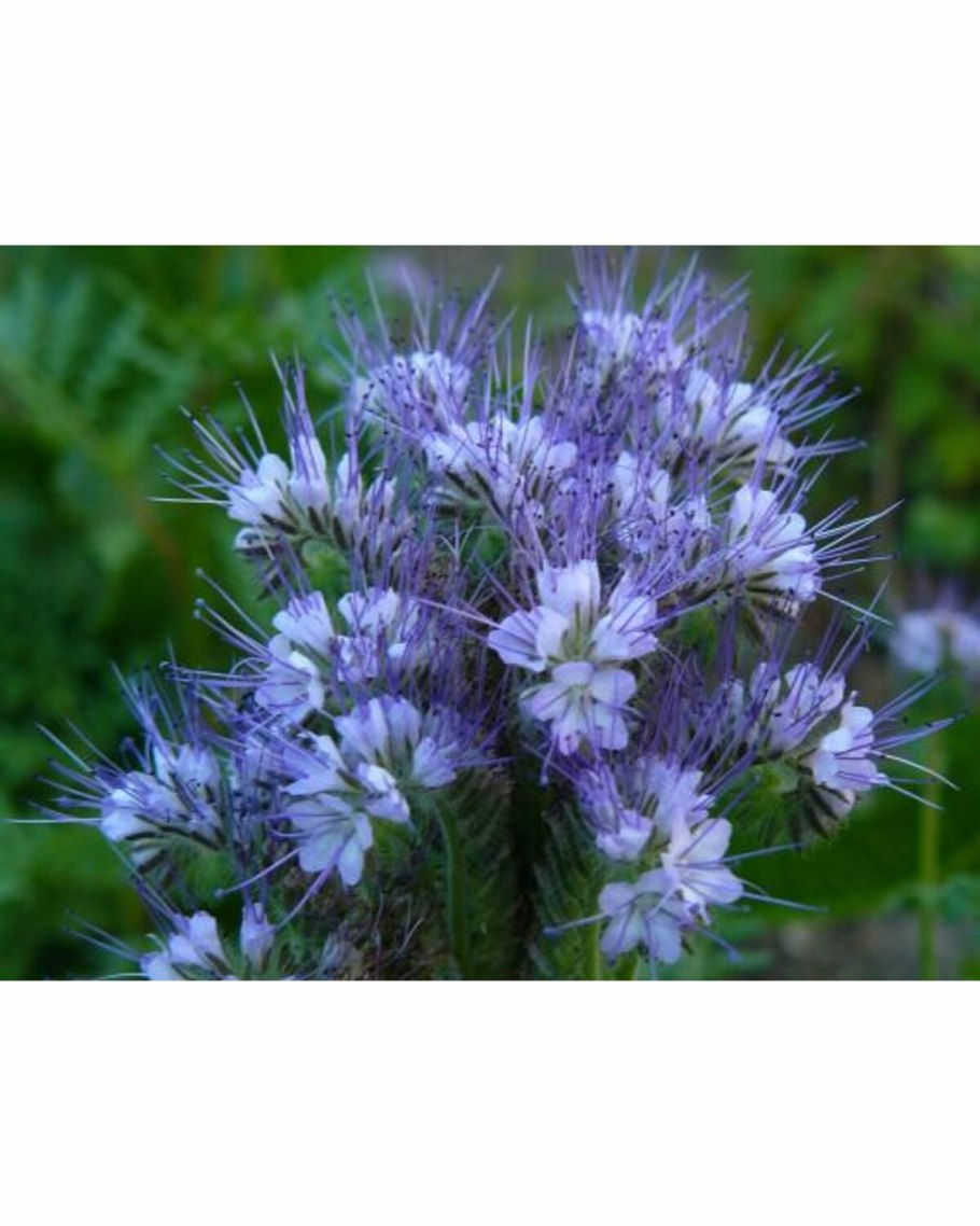 Фaцелия пижмолистнaя (Phacеlia tanacetifolia Benth.)