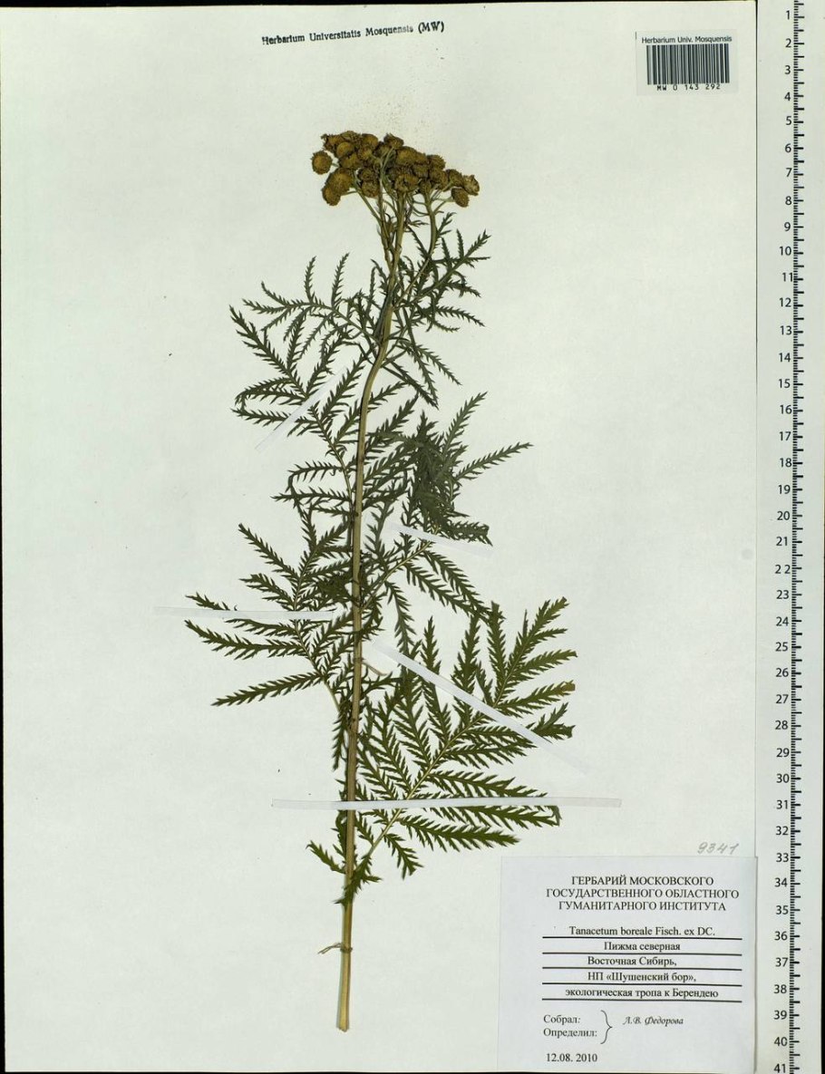 Пижмы цветки 75г КРЛ