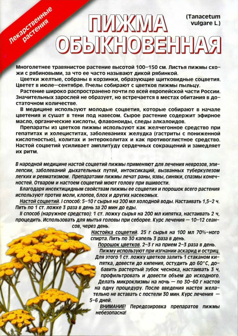 Отвар пижмы