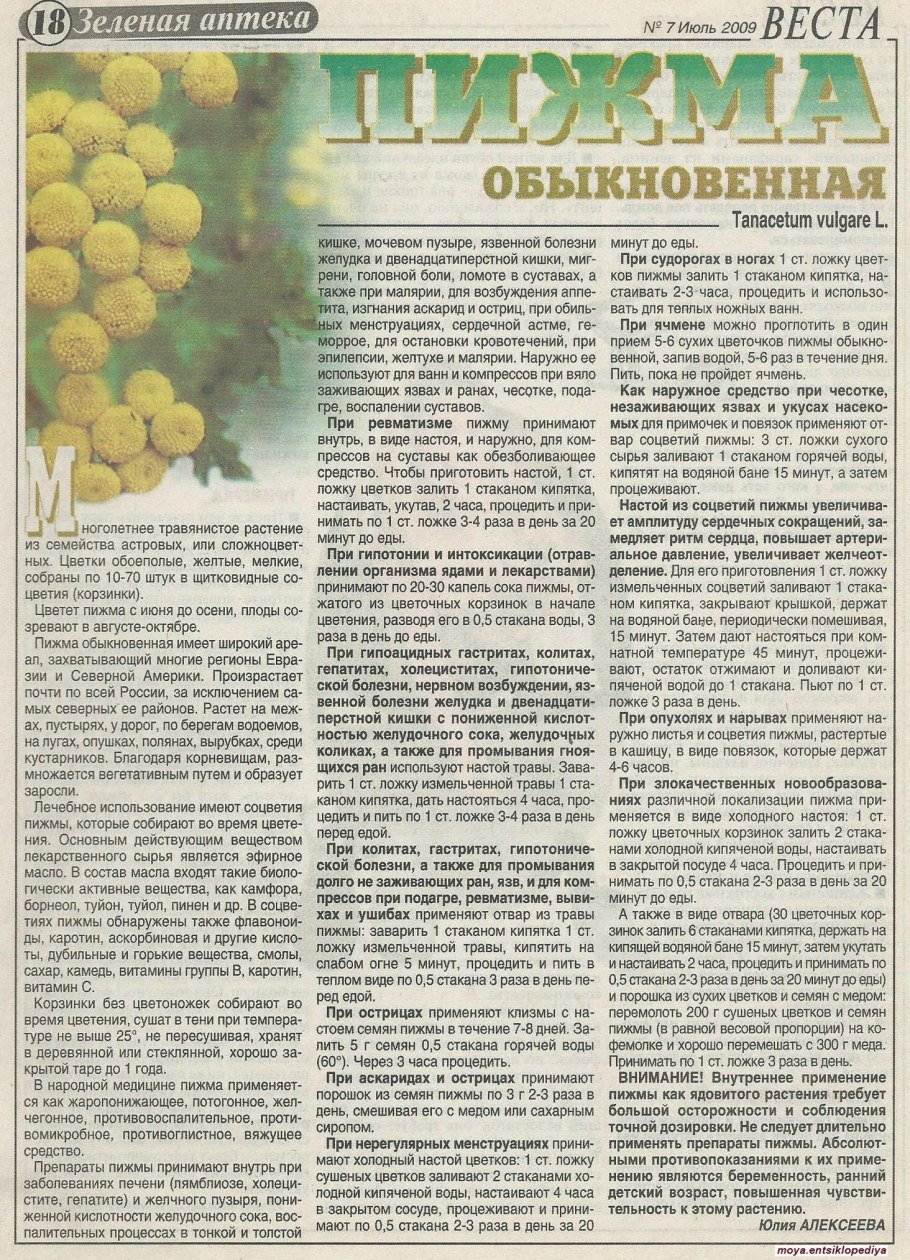 Пижма трава инструкция по применению