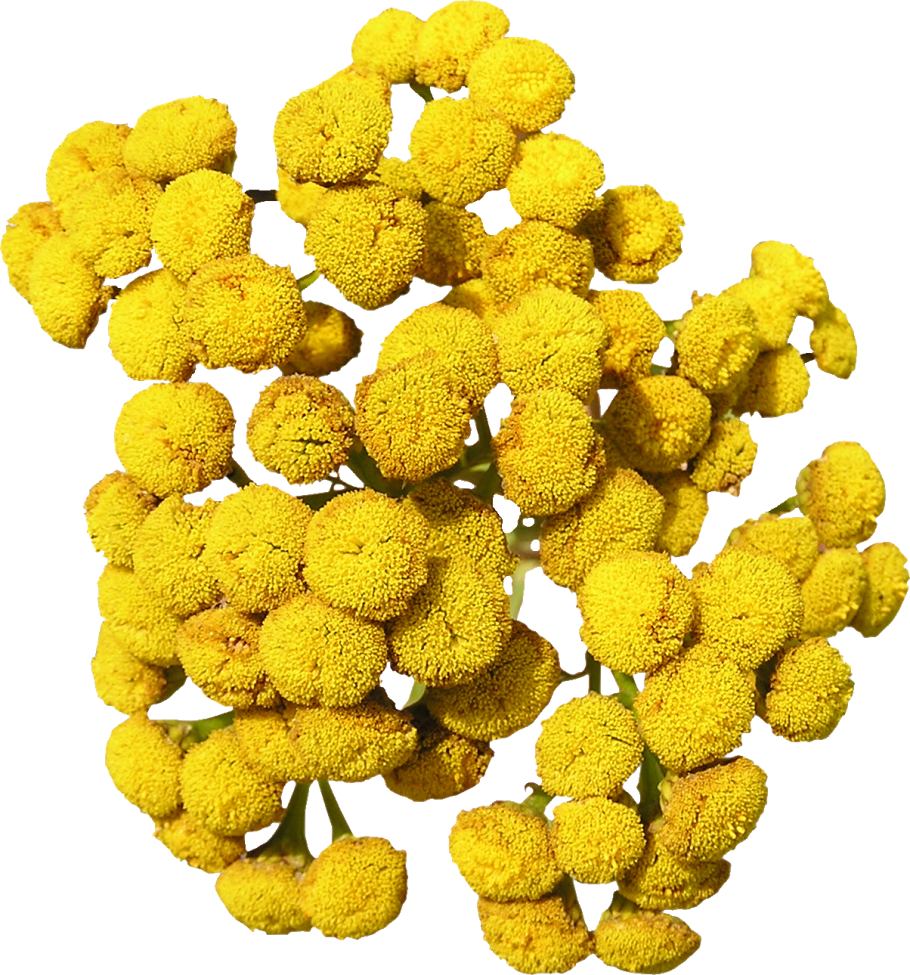 Пижма обыкновенная (Tanacetum vulgare)