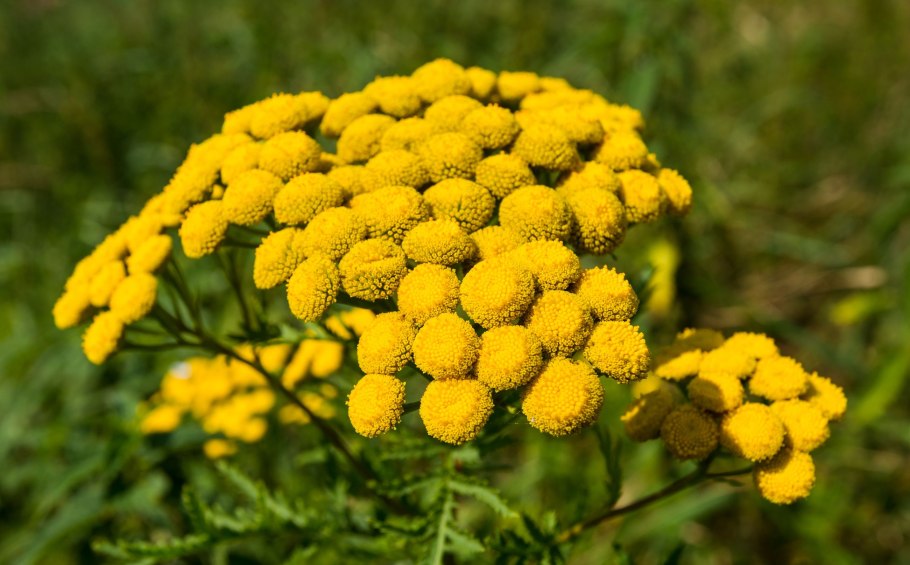 Эфирное масло Blue Tansy