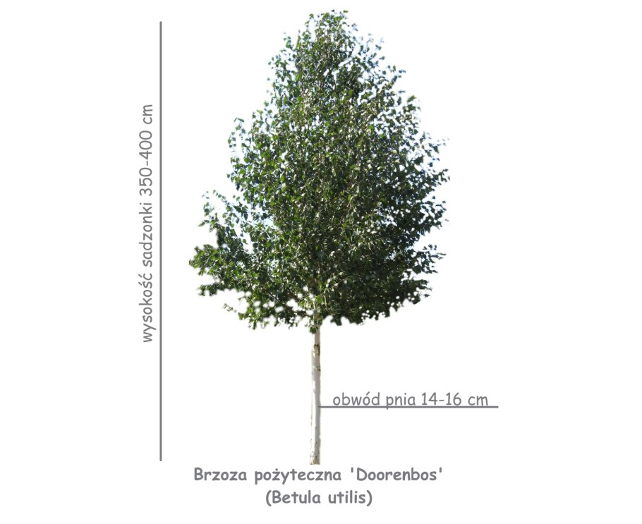 Кустарниковая Березка