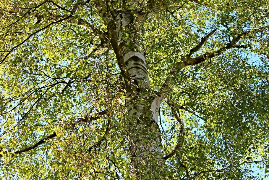 Береза пушистая Betula pubescens