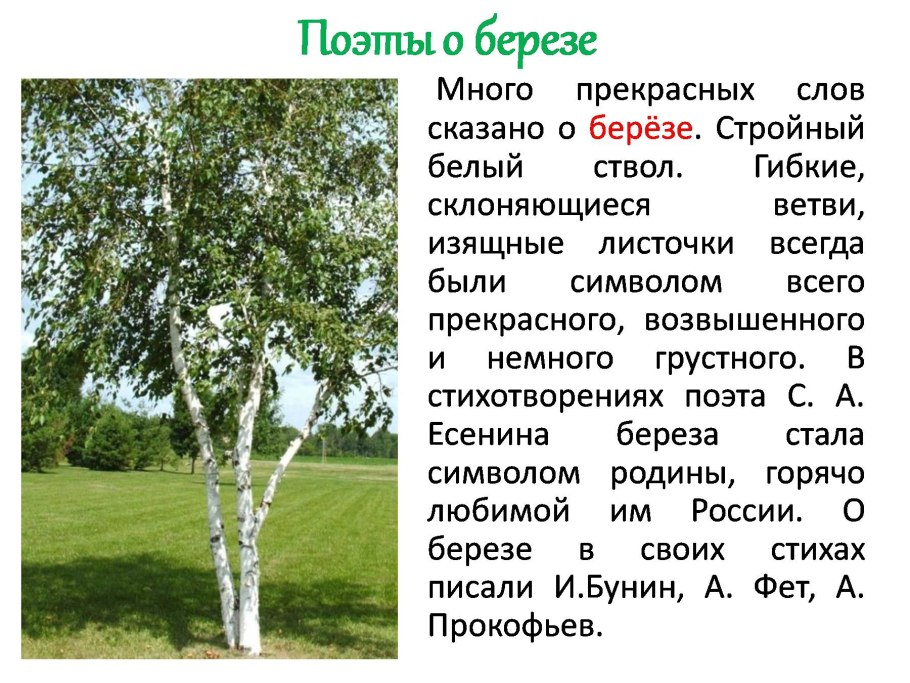Береза пушистая Betula pubescens