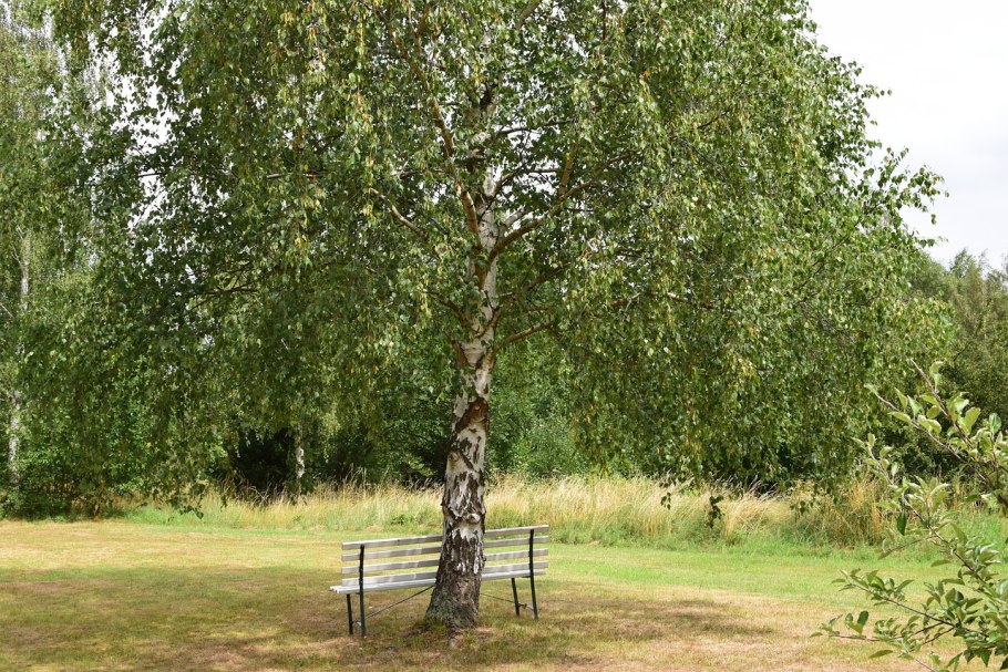 Береза полезная Жакмана Betula utilis var. Jacquemontii