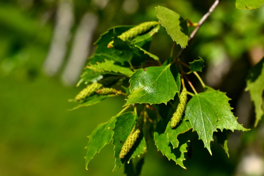 Береза пушистая Betula pubescens
