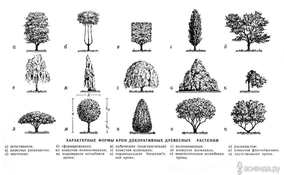 Береза пушистая Betula pubescens