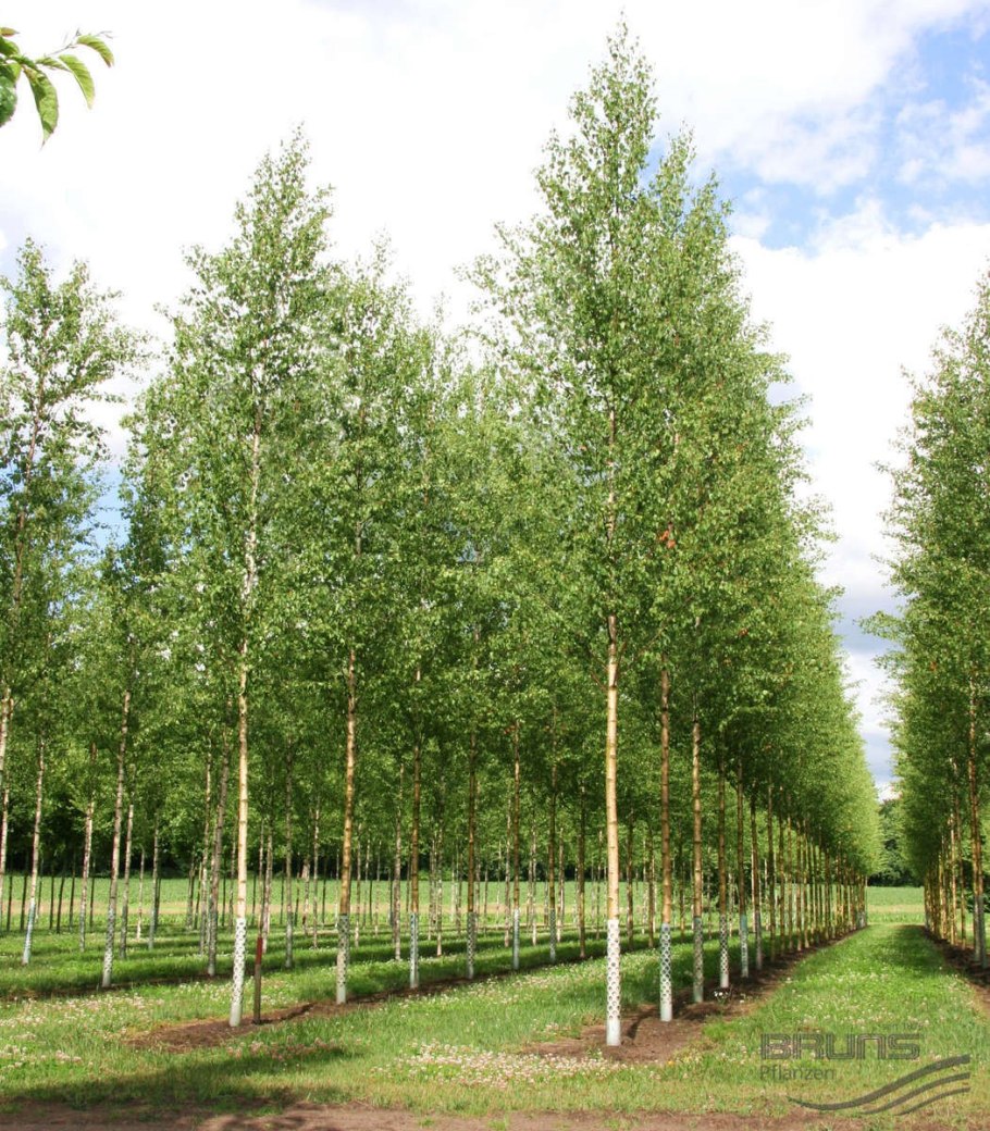 Береза бумажная Betula papyrifera