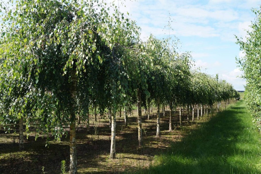 Береза пушистая (лат. Betula pubescens)