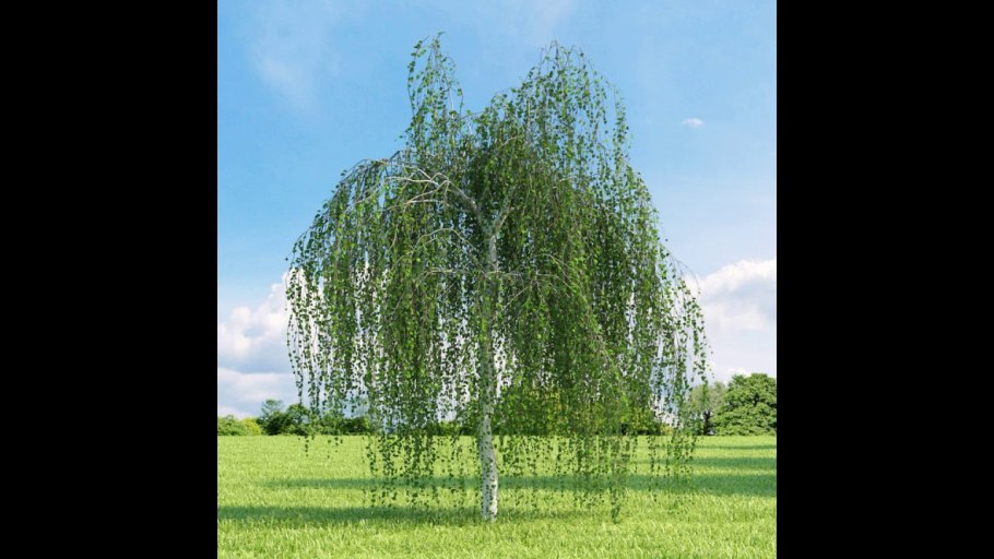 Береза Жакмана Дооренбос