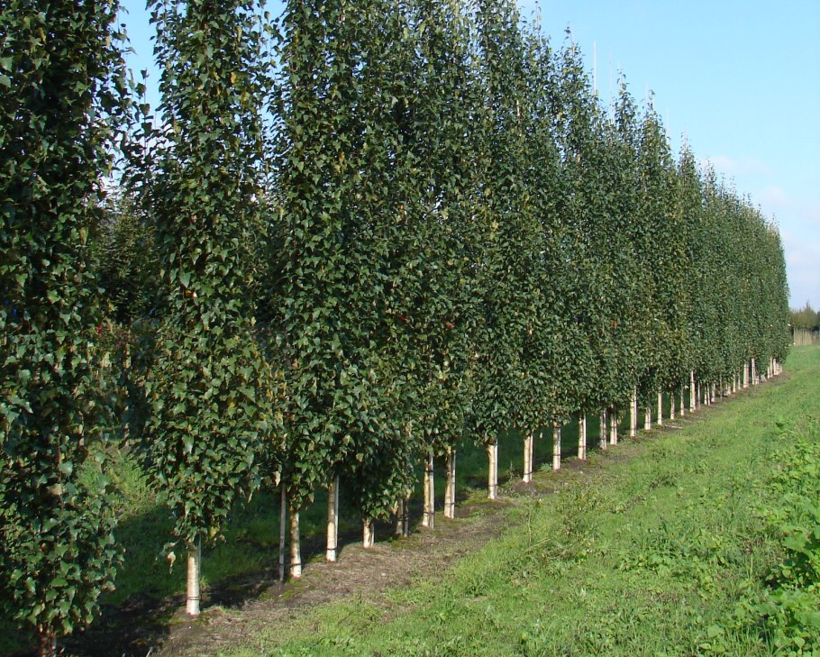 Берёза бородавчатая и берёза пушистая