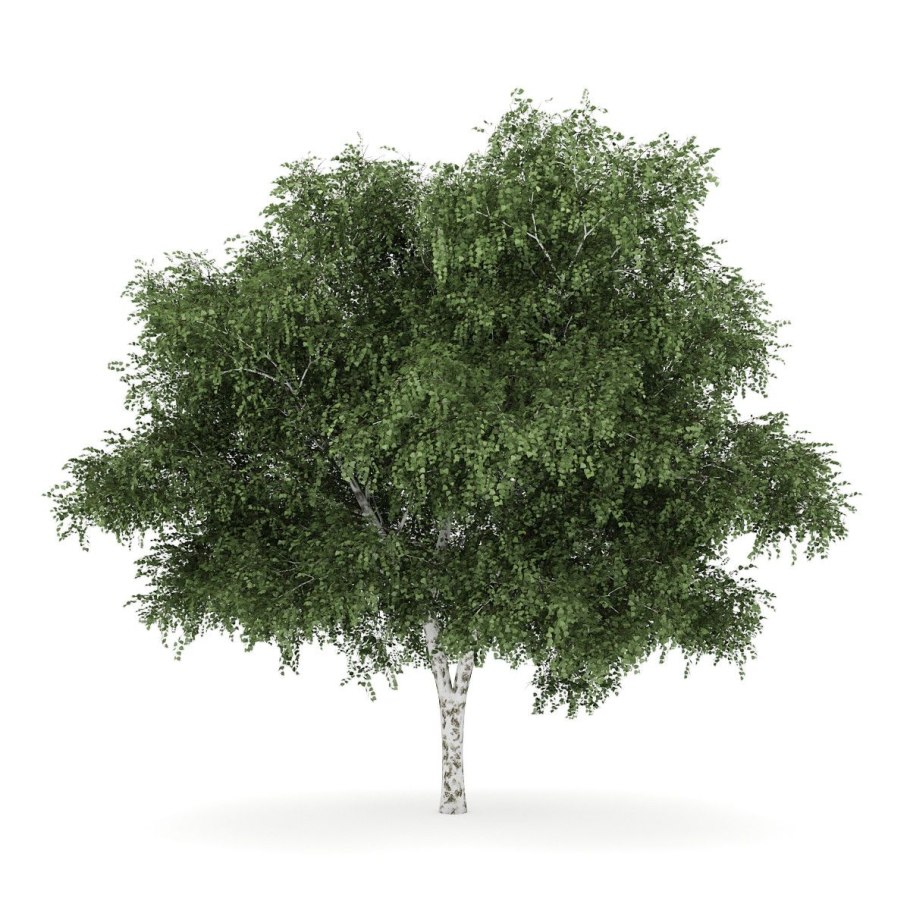 Береза пушистая (crinitus Betula)