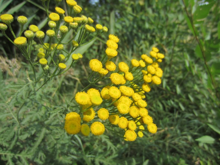 Пижма обыкновенная (Tanacetum vulgare l.)