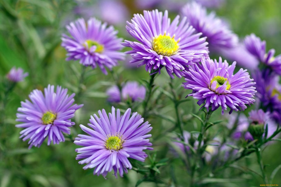 Астровые (Asteraceae)