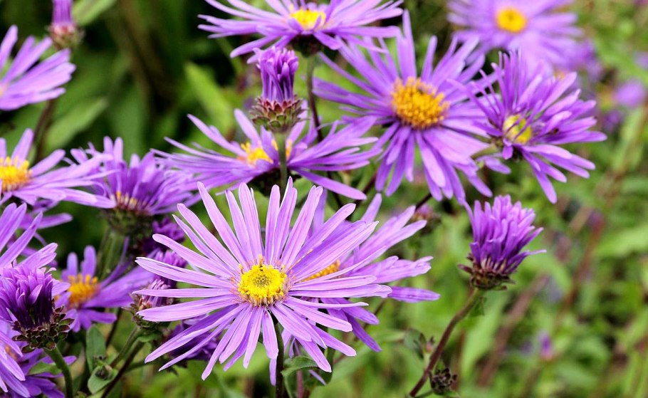 Астра высокорослая однолетняя