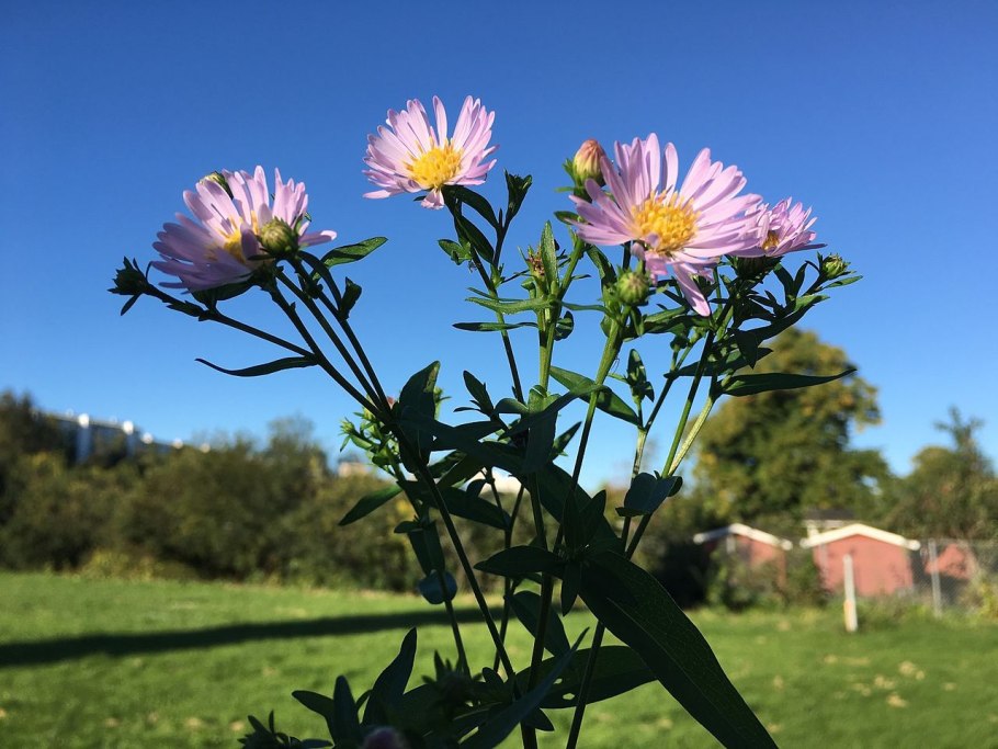 Астра голубая Лагуна