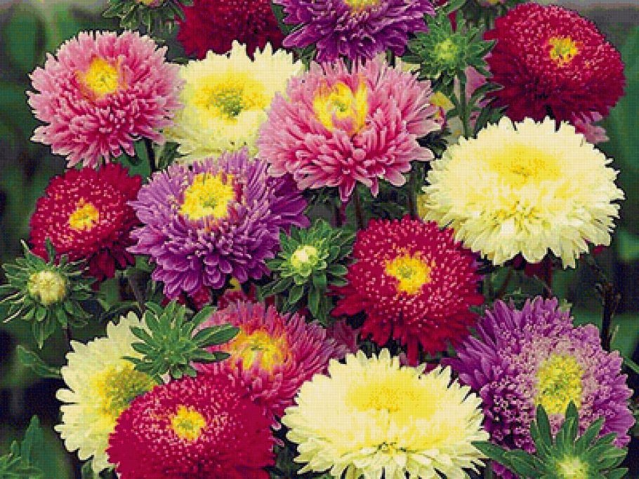 Астра кустарниковая 'Peter Harrison'