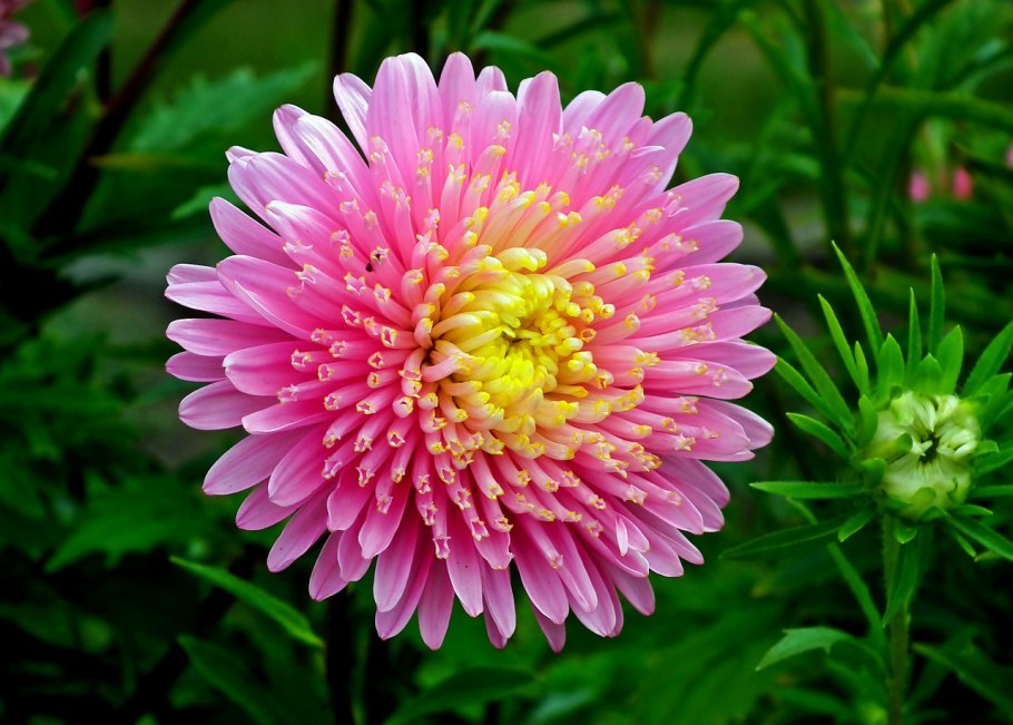 Астра итальянская (Aster amellus)