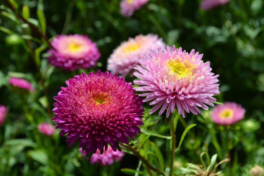 Астра Альпийская голубая многолетник