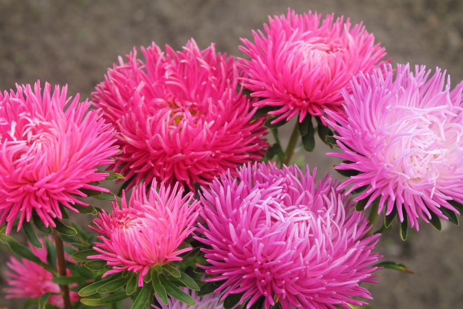 Астра Астровые семейство