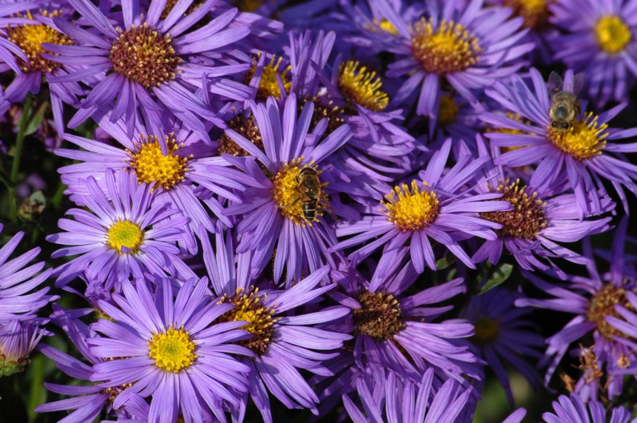Aster oblongifolium