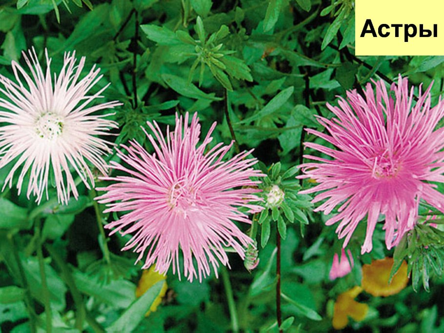 Цветки астровых