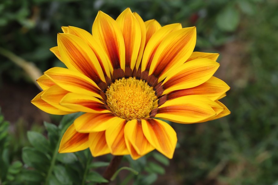 Астра обыкновенная