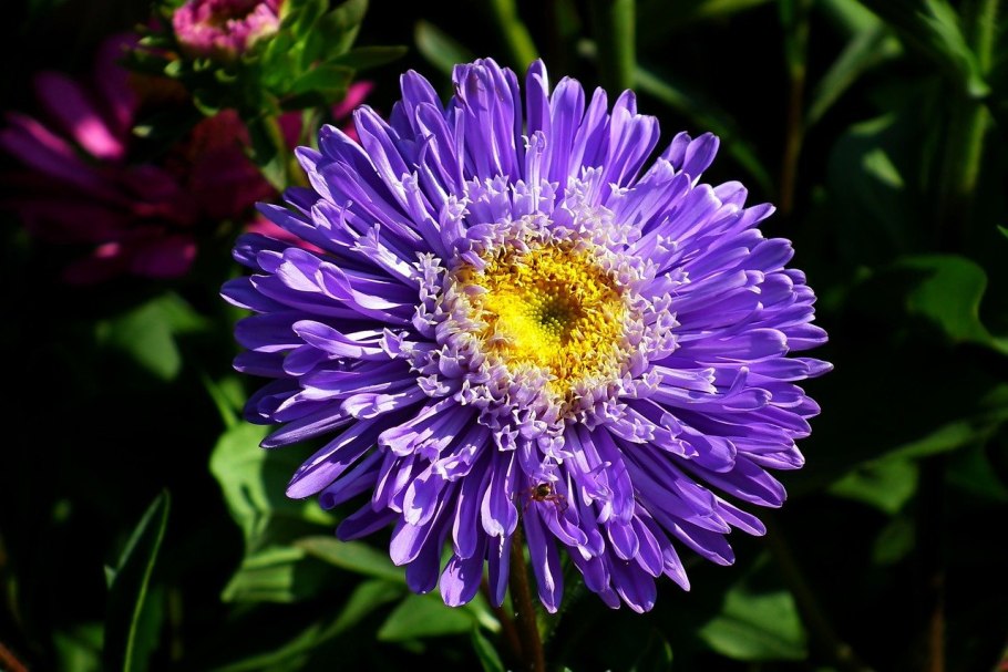 Астровые Сложноцветные