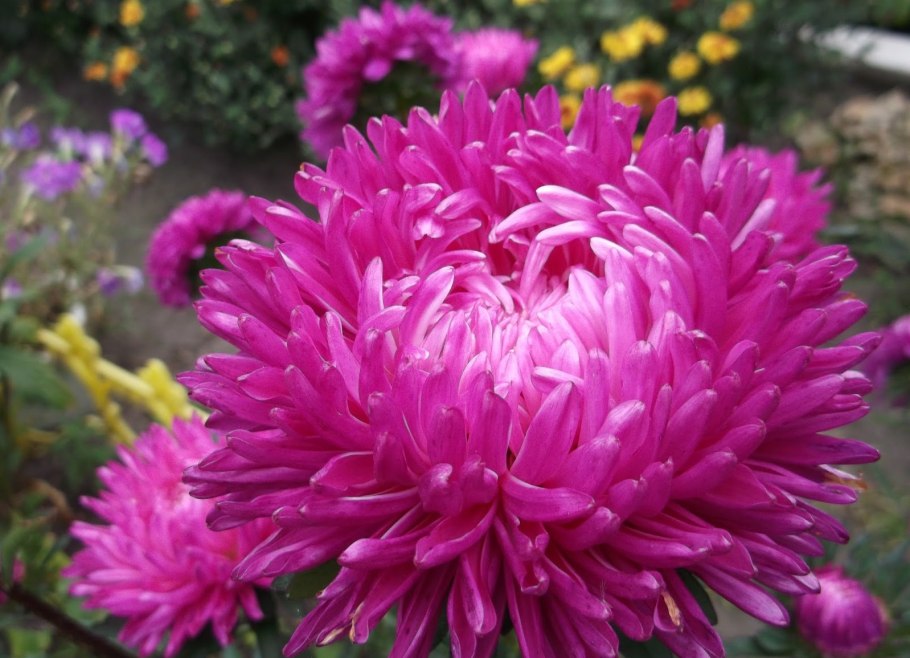 Астровые (Asteraceae)