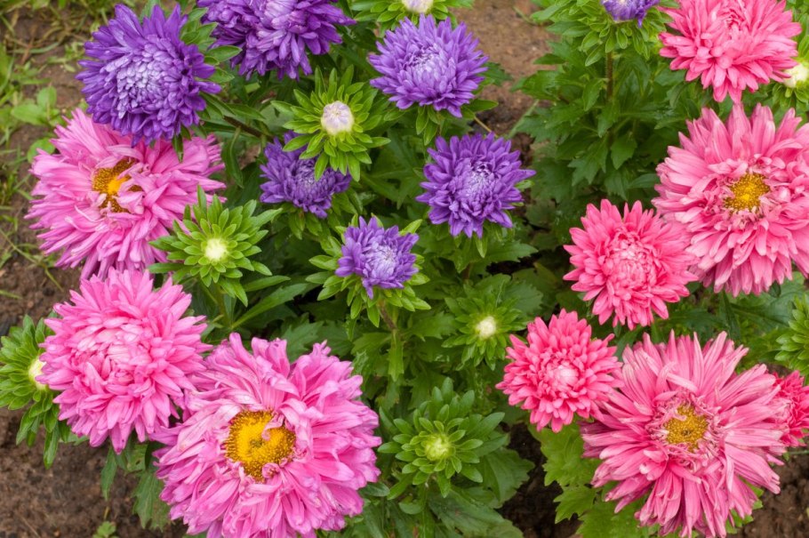 Астра игольчатая многолетняя