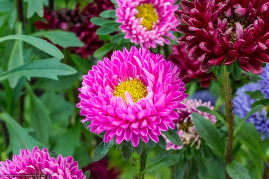 Астра однолетняя (каллистефус)