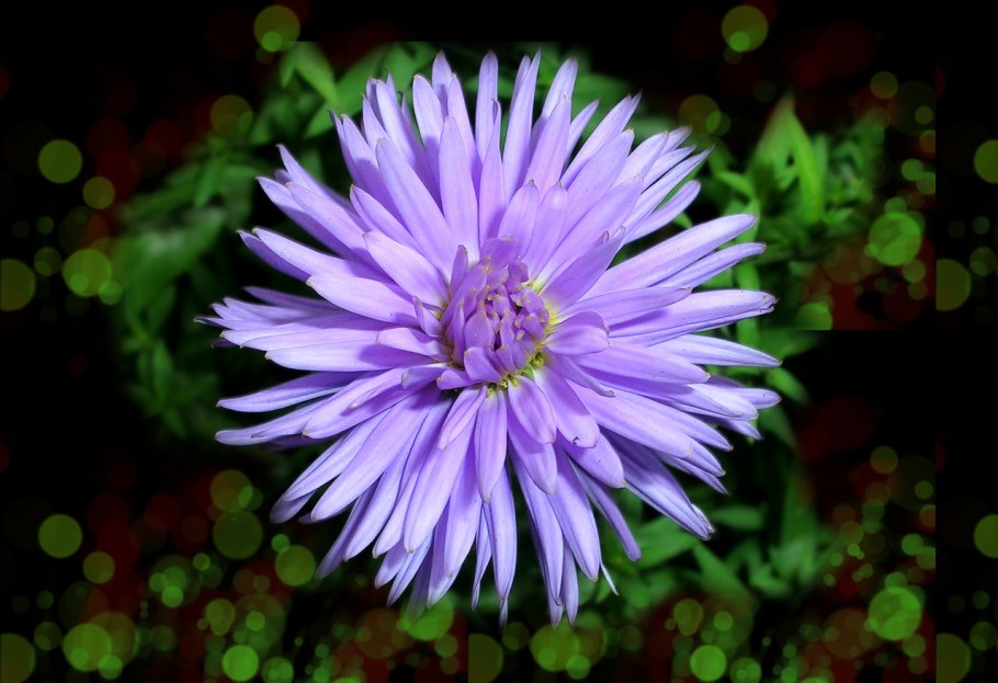 Астра Амбрия махровая Ромашка