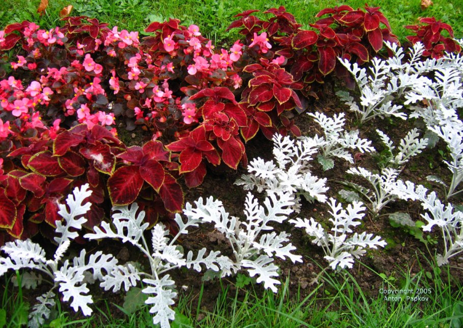 Колеус цинерария