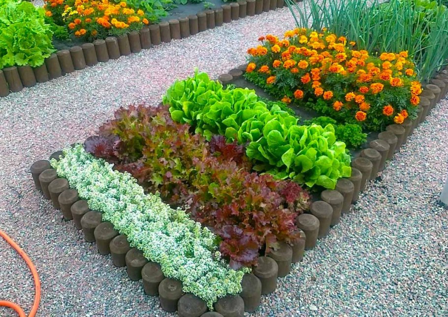 Бархатцы на овощных грядках