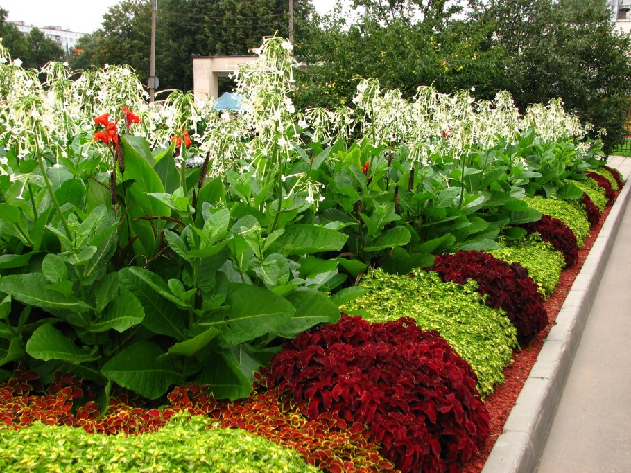 Колеус в рабатке