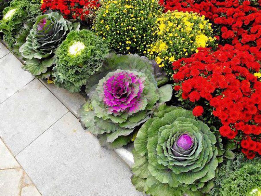 Капуста декоративная Северная роза