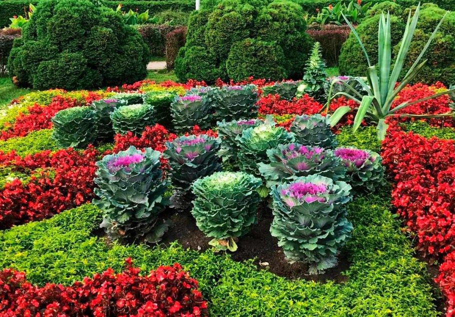 Капуста декоративная Малиновка