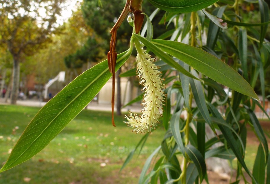 Salix Alba sericea