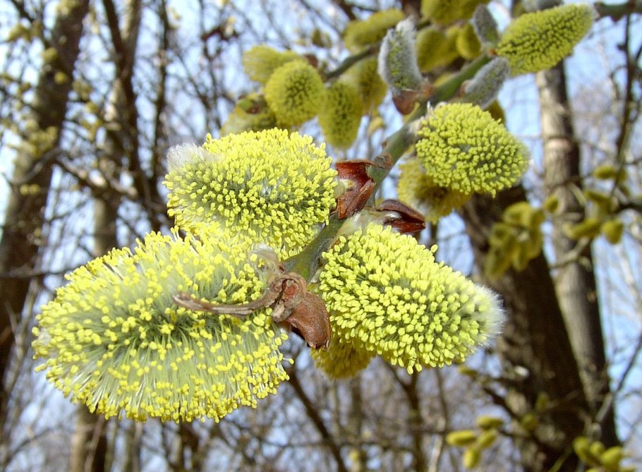 Salix Alba цветение