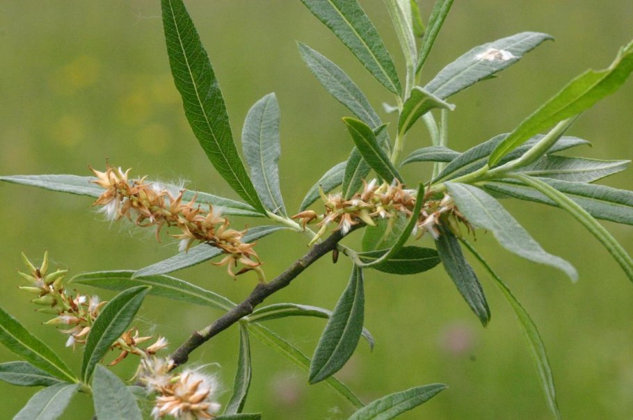 Ива Козья (бредина) – Salix caprea