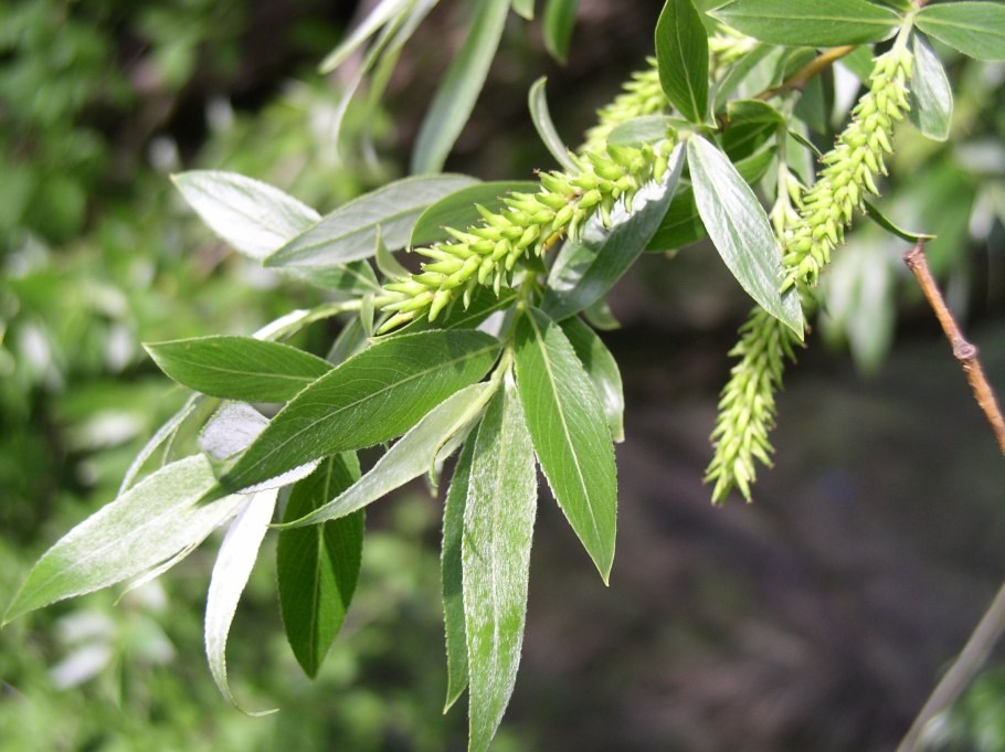 Ива ломкая (Salix fragilis), Ракита
