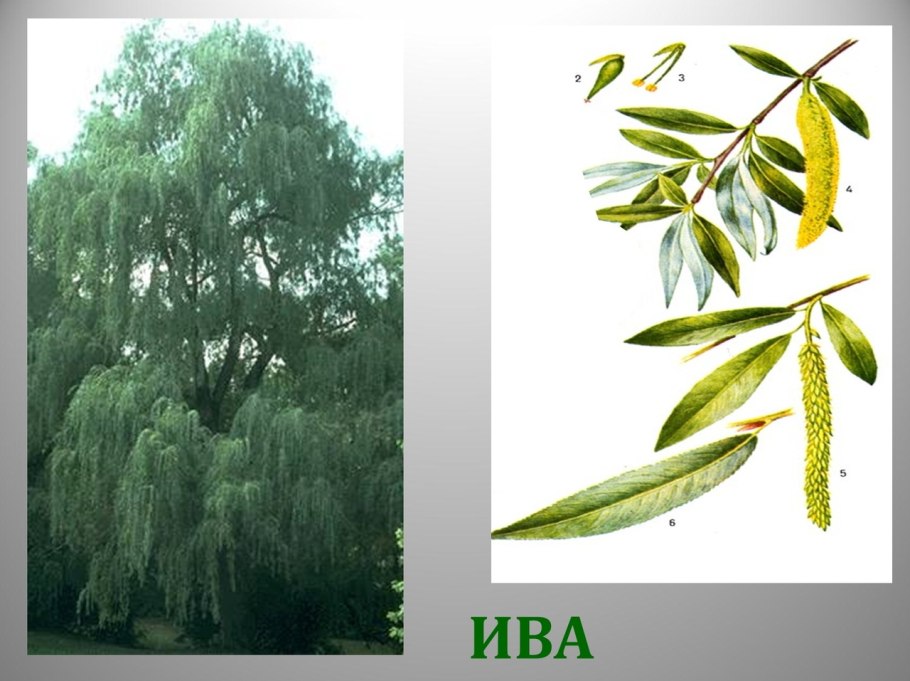 Плакучая Ива