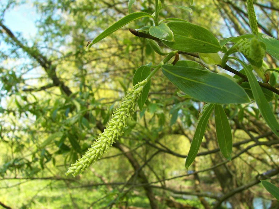 Ива белая (Salix Alba l.)
